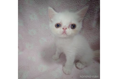 成約済の熊本県のエキゾチックショートヘア-100240の7枚目