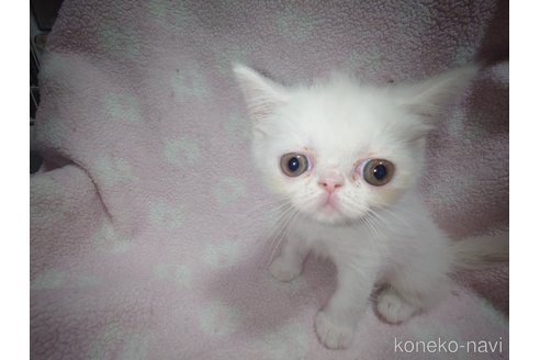 成約済の熊本県のエキゾチックショートヘア-100240の5枚目