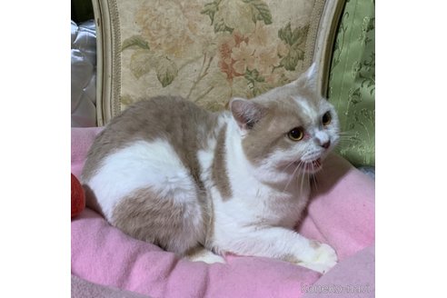 成約済の神奈川県のマンチカン-57478の2枚目