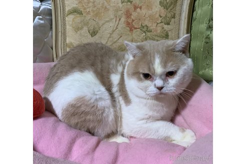 成約済の神奈川県のマンチカン-57478の4枚目