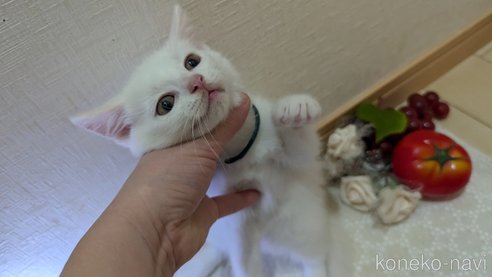 成約済の広島県のその他の猫種-97410の29枚目