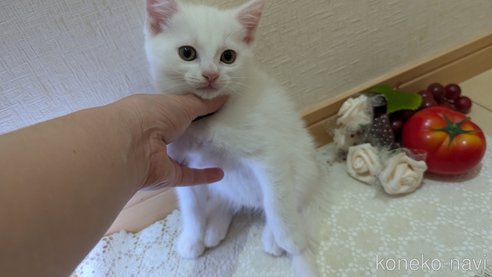 成約済の広島県のその他の猫種-97410の27枚目