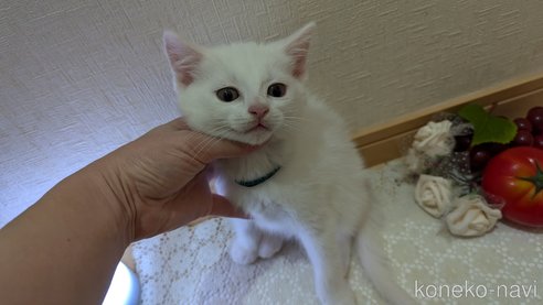成約済の広島県のその他の猫種-97410の24枚目