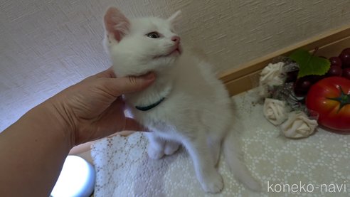 成約済の広島県のその他の猫種-97410の25枚目
