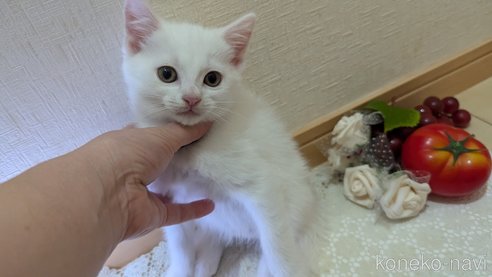 成約済の広島県のその他の猫種-97410の26枚目