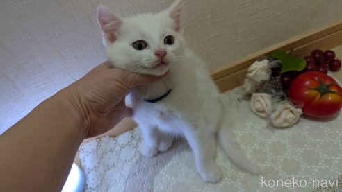 成約済の広島県のその他の猫種-97410の23枚目