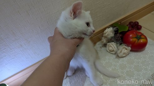 成約済の広島県のその他の猫種-97410の21枚目