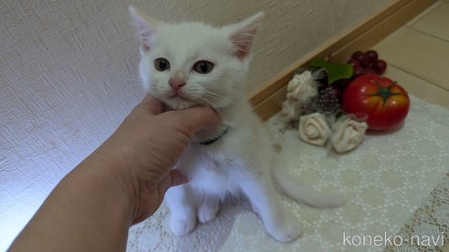 成約済の広島県のその他の猫種-97410の22枚目