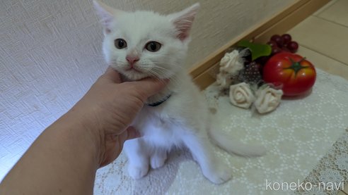 成約済の広島県のその他の猫種-97410の20枚目