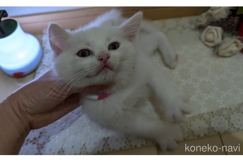成約済の広島県のその他の猫種-97409の33枚目