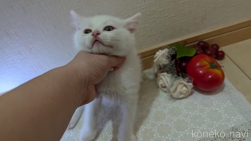 成約済の広島県のその他の猫種-97409の35枚目