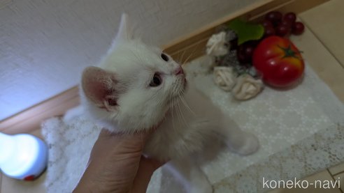 成約済の広島県のその他の猫種-97409の32枚目
