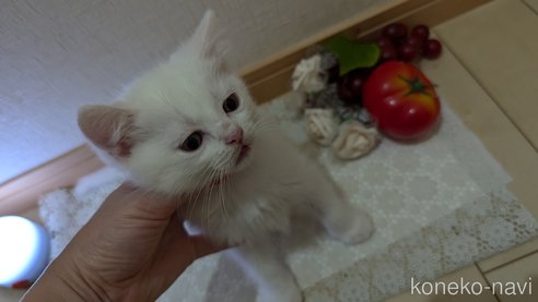 成約済の広島県のその他の猫種-97409の29枚目