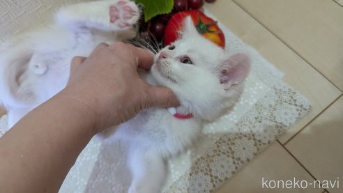 成約済の広島県のその他の猫種-97409の30枚目