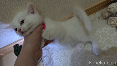 成約済の広島県のその他の猫種-97409の27枚目