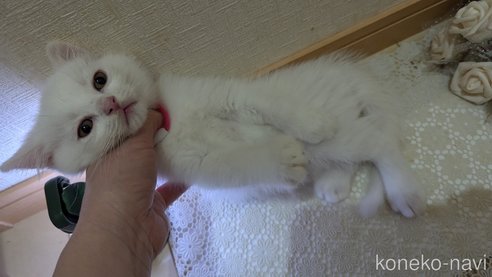 成約済の広島県のその他の猫種-97409の28枚目