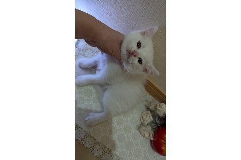 成約済の広島県のその他の猫種-97409の26枚目