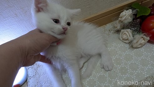 成約済の広島県のその他の猫種-97409の24枚目