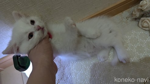 成約済の広島県のその他の猫種-97409の25枚目