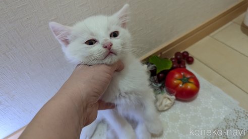 成約済の広島県のその他の猫種-97409の23枚目