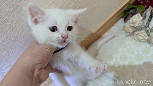 成約済の広島県のその他の猫種-97411の86枚目