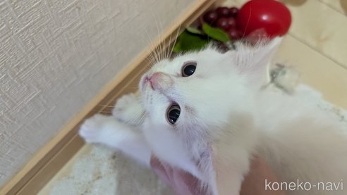 成約済の広島県のその他の猫種-97411の87枚目