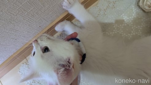 成約済の広島県のその他の猫種-97411の82枚目