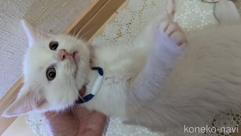 成約済の広島県のその他の猫種-97411の81枚目