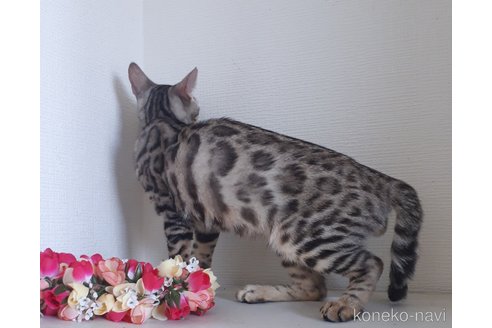 成約済の静岡県のベンガル-101484の4枚目