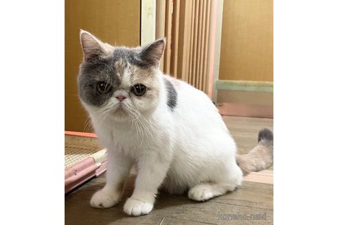 わさびちゃん1枚目