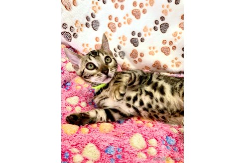 成約済の静岡県のベンガル-96170の17枚目