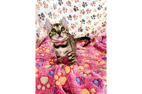 成約済の静岡県のベンガル-96173の12枚目