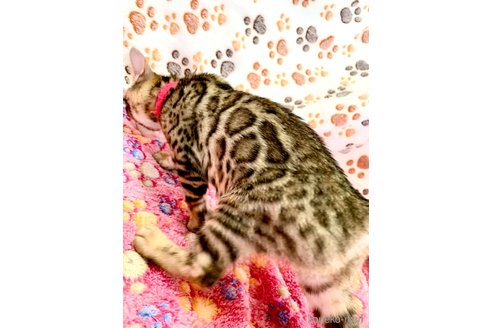 成約済の静岡県のベンガル-96173の13枚目