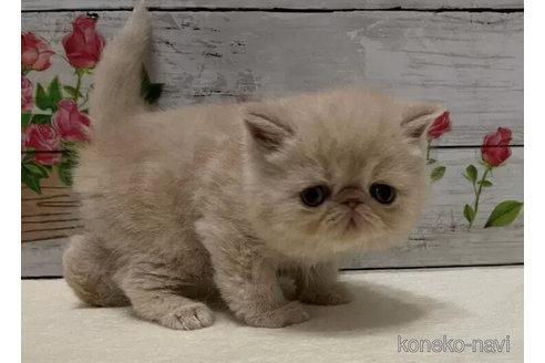 成約済の山梨県のエキゾチックショートヘア-101490の2枚目