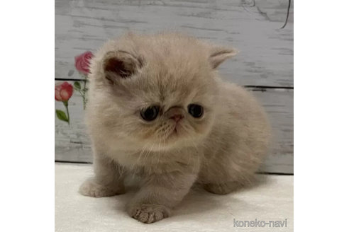 成約済の山梨県のエキゾチックショートヘア-101490の5枚目