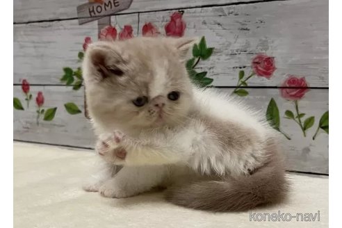 成約済の山梨県のエキゾチックショートヘア-101491の3枚目