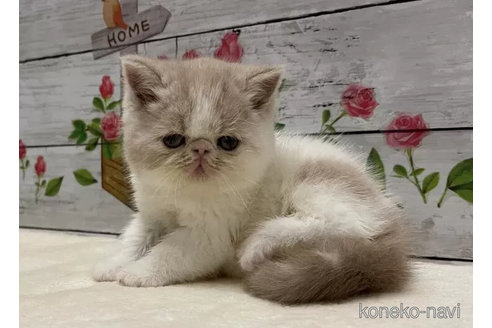 成約済の山梨県のエキゾチックショートヘア-101491の1枚目