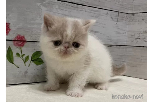 成約済の山梨県のエキゾチックショートヘア-101492の2枚目