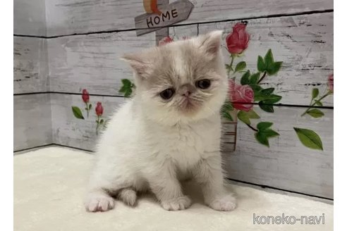 成約済の山梨県のエキゾチックショートヘア-101492の3枚目