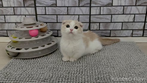 成約済の福岡県のマンチカン(短足)-101505の3枚目