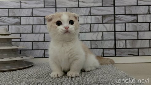 成約済の福岡県のマンチカン(短足)-101505