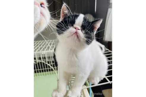 成約済の熊本県のエキゾチックショートヘア-101510の5枚目