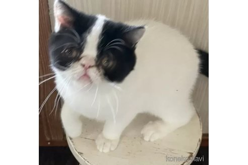 成約済の熊本県のエキゾチックショートヘア-101510の1枚目