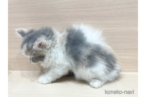 販売中の東京都のラガマフィン-101528の2枚目