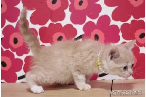 成約済の東京都のマンチカン-101531の2枚目