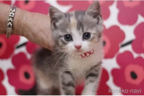 成約済の東京都のマンチカン-101533の1枚目