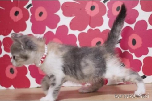 成約済の東京都のマンチカン-101533の2枚目