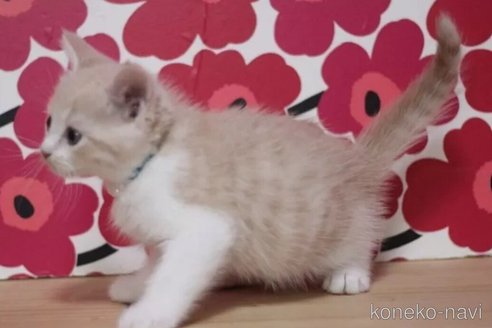 成約済の東京都のマンチカン-101534の4枚目