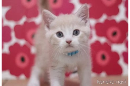 成約済の東京都のマンチカン-101534の1枚目