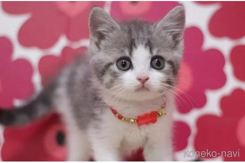 成約済の東京都のマンチカン-101536